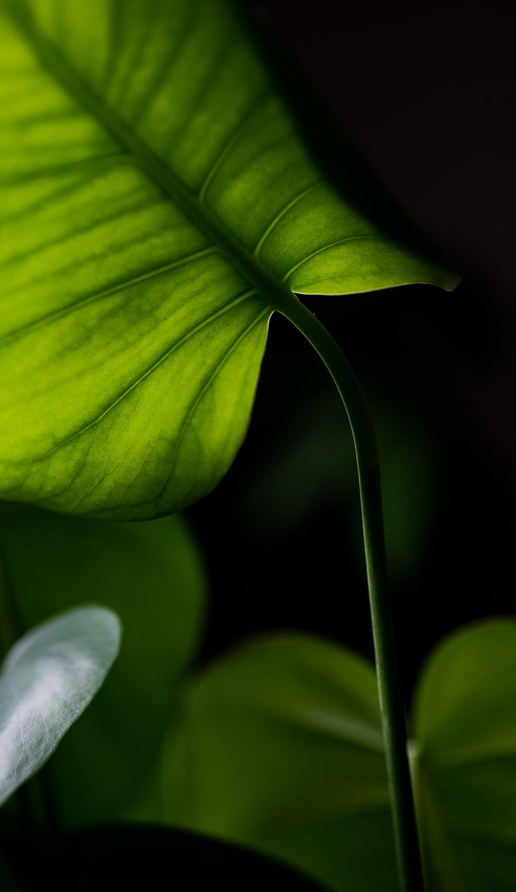 Kunstplanten