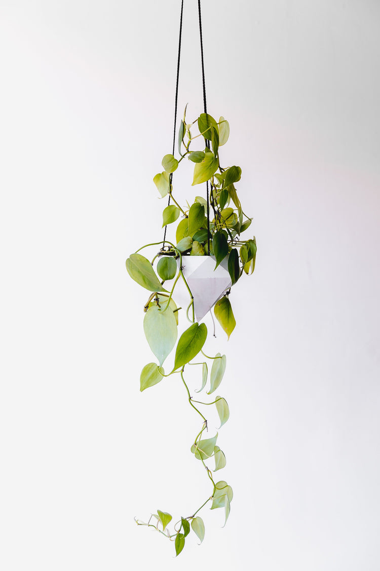 Hangplanten