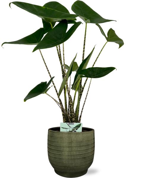 Alocasia Zebrina - Ø19cm - ↕75cm + Lykke Pot D21x20cm - Groen