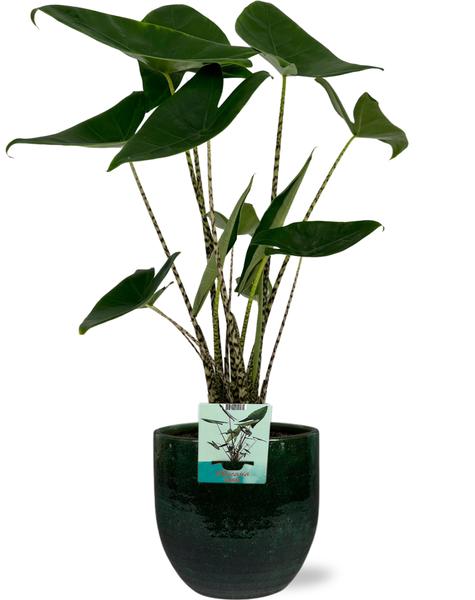 Alocasia Zebrina - Ø19cm - ↕75cm + Jolin Pot D20x18cm - Groen