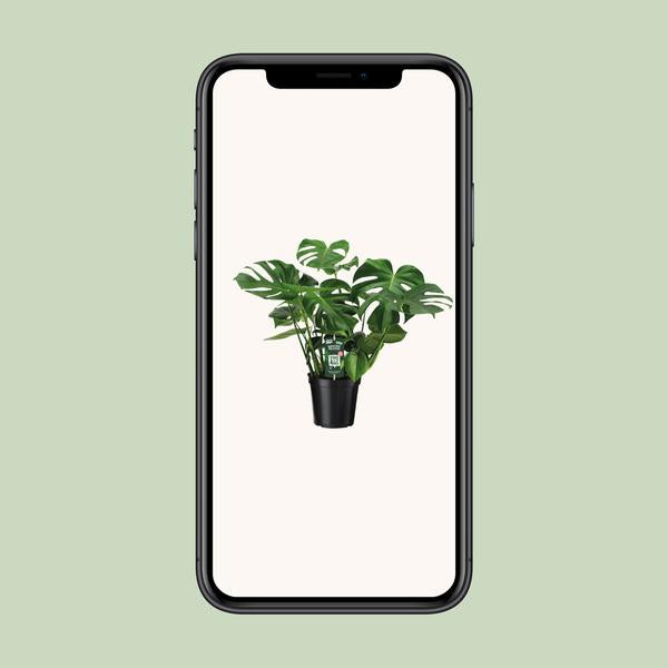 Monstera Deliciosa - Ø21cm - ↕65cm