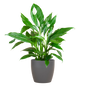 Spathiphyllum met Viber grijs - 80cm - Ø21