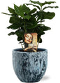 Coffea Arabica - Ø12cm - ↕25cm + Sem Pot D14x13cm - Blauw