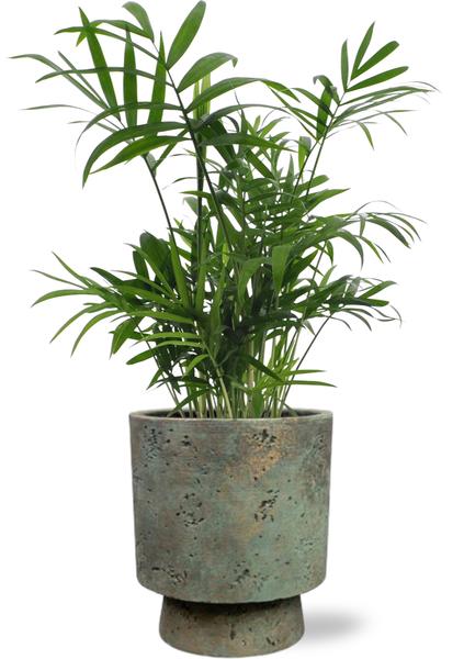 Chamaedorea Elegans - Ø12cm - ↕40cm + Pot Aily D14x18cm - Groen