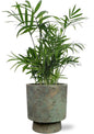 Chamaedorea Elegans - Ø12cm - ↕40cm + Pot Aily D14x18cm - Groen