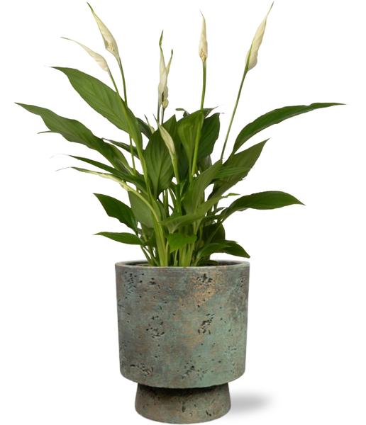 Spathiphyllum Bingo Cupido - Ø12cm - ↕45cm + Pot Aily D14x18cm - Groen