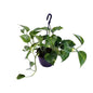 Epipremnum Aureum - Ø15cm - ↕30cm