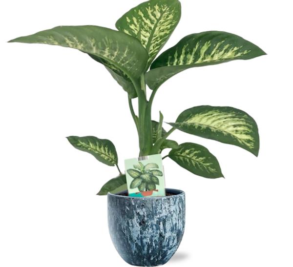 Dieffenbachia Seguine Tropic Snow - Ø19cm - ↕70cm + Sem Pot D20x18cm - Blauw