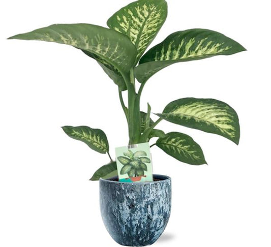 Dieffenbachia Seguine Tropic Snow - Ø19cm - ↕70cm + Sem Pot D20x18cm - Blauw