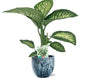 Dieffenbachia Seguine Tropic Snow - Ø19cm - ↕70cm + Sem Pot D20x18cm - Blauw