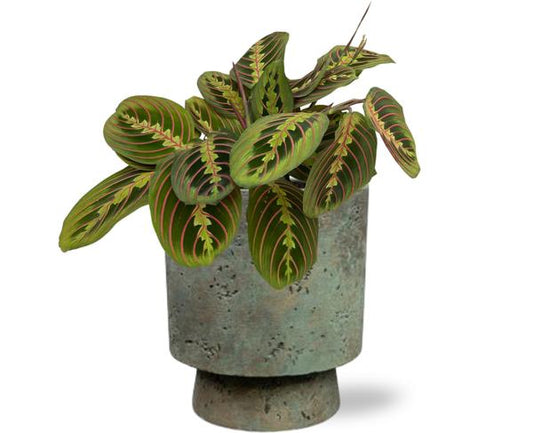 Maranta Fascinator - Ø12cm - ↕20cm + Pot Aily D14x18cm - Groen