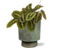 Maranta Fascinator - Ø12cm - ↕20cm + Pot Aily D14x18cm - Groen