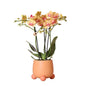 Kolibri Orchids | Oranje Phalaenopsis orchidee – Jamaica + Rolling sierpot peach – potmaat Ø9cm – 35cm hoog | bloeiende kamerplant in bloempot - vers van de kweker