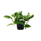 Epipremnum Marble Queen - Ø12cm - ↕25cm
