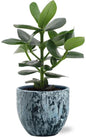 Clusia Rosea Princess - Ø12cm - ↕15cm + Sem Pot D14x13cm - Blauw
