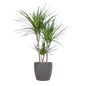 Dracaena Marginata met Viber pot grijs - 95cm - Ø21