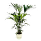 Kentia palm inclusief elho Greenville Round wit - 160cm - Ø30