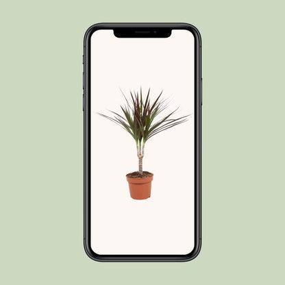 Dracaena Magenta - Ø12cm - ↕50cm