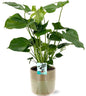 Monstera Deliciosa - Ø19cm - ↕60cm + Terni Pot D20x20cm - Groen