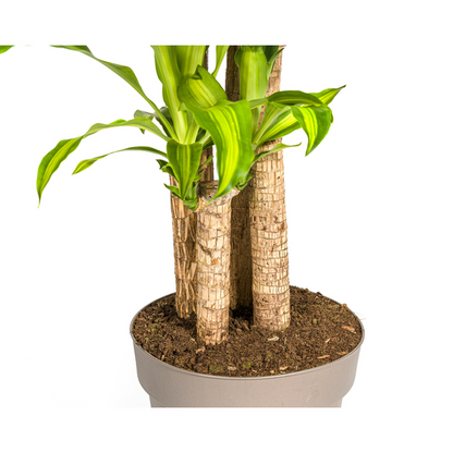 Dracaena Fragrans Massangeana Ø30cm - ↕180cm