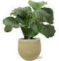 Calathea Orbifolia - Ø21cm - ↕50cm + Ryan Pot D22x20cm - Goud