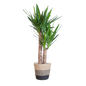 Yucca Elephantipes met Mand Lissabon zwart - 90cm - Ø21