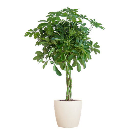 Schefflera Arab Nora met Viber wit - 70cm - Ø21