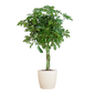 Schefflera Arab Nora met Viber wit - 70cm - Ø21