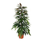 Ficus Binnendijkii Amstel King - Ø21cm - ↕95cm
