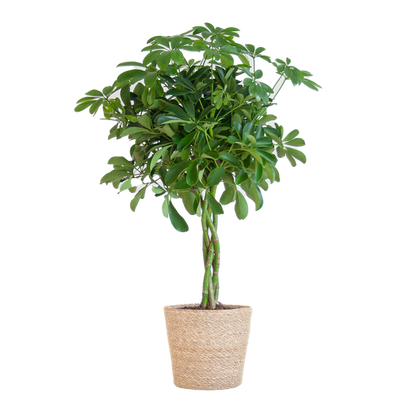 Schefflera Arab Nora met Mand Sofia naturel - 70cm - Ø21