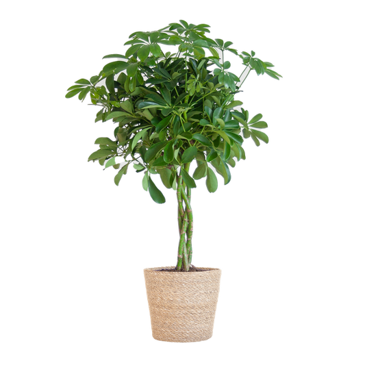 Schefflera Arab Nora met Mand Sofia naturel - 70cm - Ø21