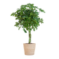 Schefflera Arab Nora met Mand Sofia naturel - 70cm - Ø21