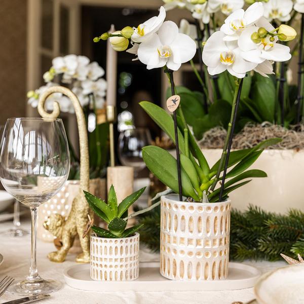 Kolibri Company | Plantenset Le Chic small | Witte Phalaenopsis Orchidee Amabilis en Succulent incl. keramieken sierpotten op crème organisch dienblad