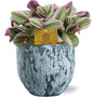 Tradescantia Nanouk - Ø15cm - ↕25cm + Sem Pot D16x14cm - Blauw
