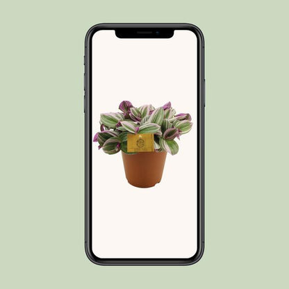 Tradescantia Nanouk - Ø15cm - ↕25cm