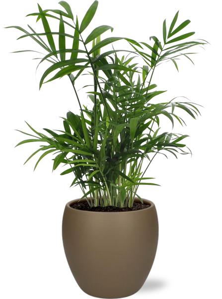 Chamaedorea Elegans - Ø12cm - ↕40cm + Bowl Pot D13/14,5x13cm - Bruin