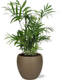 Chamaedorea Elegans - Ø12cm - ↕40cm + Bowl Pot D13/14,5x13cm - Bruin