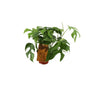 Monstera Minima - Ø12cm - ↕30cm