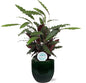Calathea Rufibarba - Ø21cm - ↕85cm + Jolin Pot D24x23cm - Groen