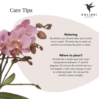 Kolibri Orchids | Roze Phalaenopsis orchidee – Treviso in Groove pot goud – potmaat Ø12cm – 35cm hoog | bloeiende kamerplant in bloempot - vers van de kweker