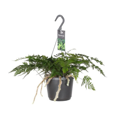 Davallia Bullata - Ø17cm - ↕30cm