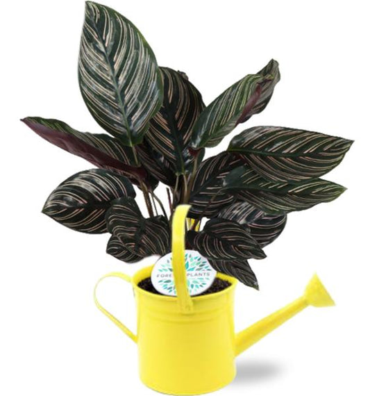 Calathea Ornata - Ø14cm - ↕50cm + Gieter D14,5x14,5cm - Geel