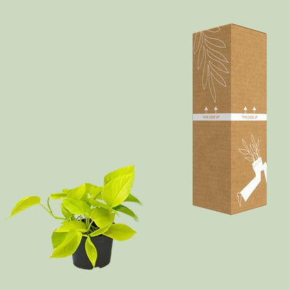 Epipremnum Golden Pothos - Scindapsus - Ø12 - ↕15cm