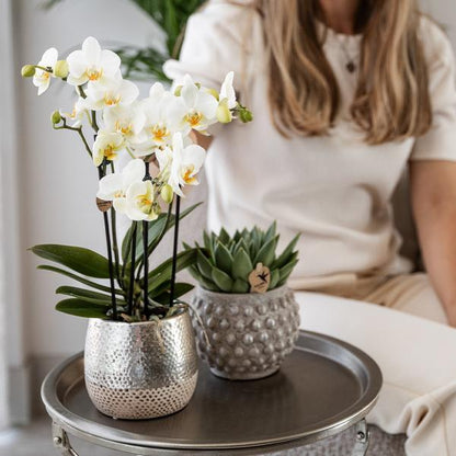 Kolibri Home | Elite silver pot - Ø12cm