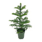 Araucaria Heterophylla - Ø14cm - ↕40cm