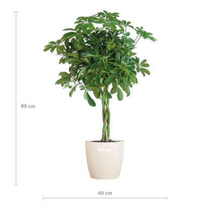 Schefflera Arab Nora met Viber wit - 70cm - Ø21