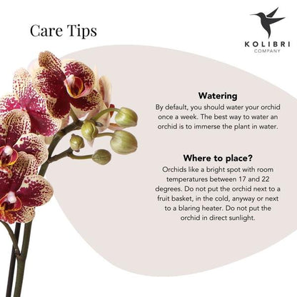 Kolibri Orchids | geel rode Phalaenopsis orchidee – Spain + Elite sierpot copper – potmaat Ø9cm – 40cm hoog | bloeiende kamerplant in bloempot - vers van de kweker