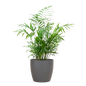 Chamadorea Elegans met Viber grijs - 55cm - Ø17
