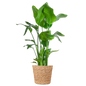 Strelitzia Nicolai XL met Torun mand - 140cm - Ø27