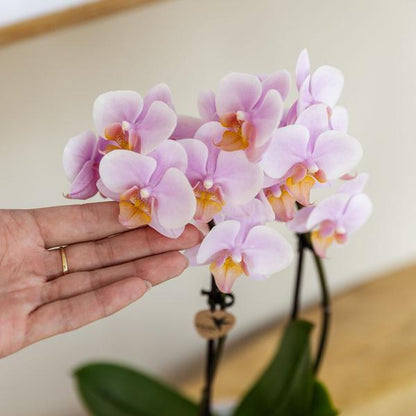Kolibri Orchids | Roze phalaenopsis orchidee - Andorra - potmaat Ø9cm | bloeiende kamerplant - vers van de kweker